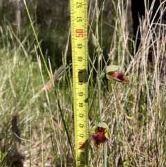 Calochilus pulchellus at Vincentia, NSW - 30 Oct 2022