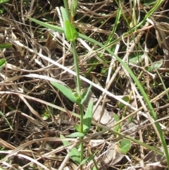 Hypericum gramineum at Weetangera, ACT - 29 Oct 2022