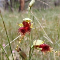 Calochilus pulchellus (Pretty Beard Orchid) at Vincentia, NSW - 30 Oct 2022 by AnneG1