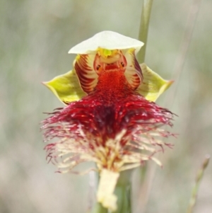 Calochilus pulchellus at Vincentia, NSW - suppressed