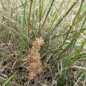 Lomandra multiflora at Weetangera, ACT - 29 Oct 2022