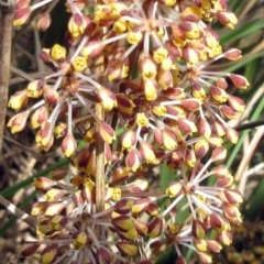 Lomandra multiflora at Weetangera, ACT - 29 Oct 2022