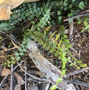 Asplenium flabellifolium at Wamboin, NSW - 17 Nov 2020
