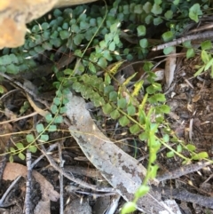 Asplenium flabellifolium (Necklace Fern) at Wamboin, NSW - 17 Nov 2020 by Devesons