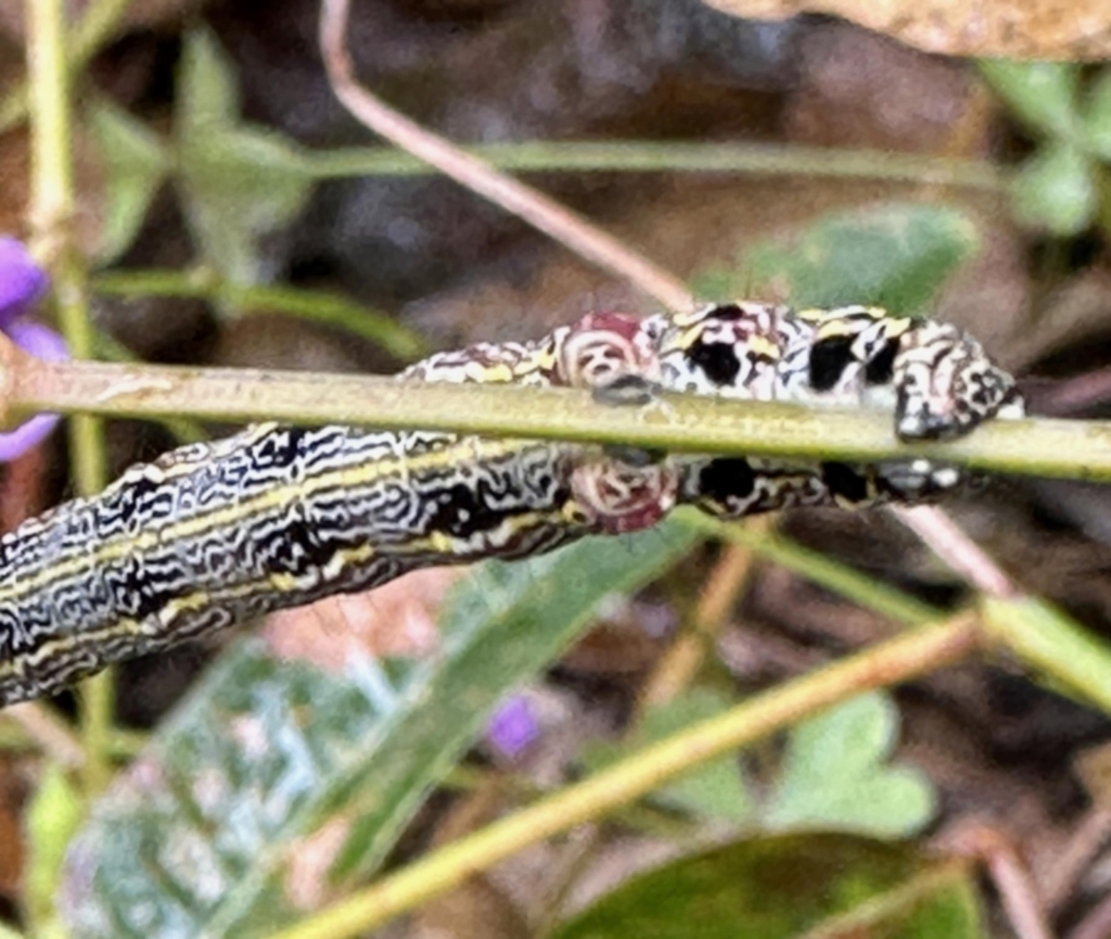 Chlenias (genus) at Aranda, ACT - 1 Nov 2022