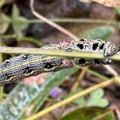 Chlenias (genus) (A looper moth) at Aranda, ACT - 1 Nov 2022 by KMcCue