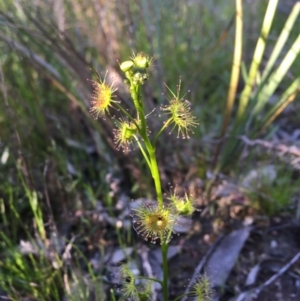 Drosera gunniana at Wamboin, NSW - 20 Oct 2020 01:06 PM