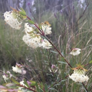 Pimelea linifolia subsp. linifolia at Wamboin, NSW - 9 Aug 2021 09:45 AM