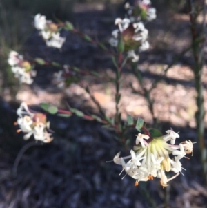 Pimelea linifolia subsp. linifolia at Wamboin, NSW - 9 Aug 2021