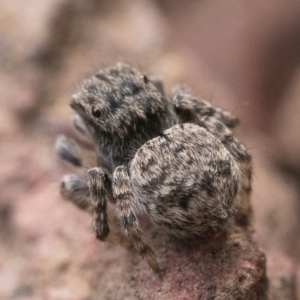 Maratus vespertilio at Watson, ACT - 30 Oct 2022