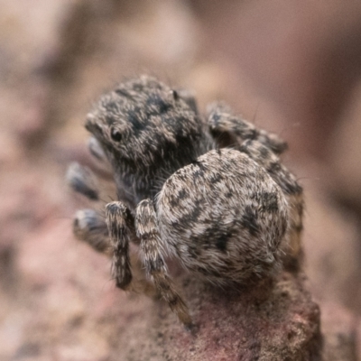 Maratus vespertilio (Bat-like peacock spider) at Watson, ACT - 29 Oct 2022 by patrickcox