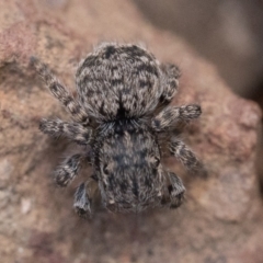 Maratus vespertilio at Watson, ACT - 30 Oct 2022