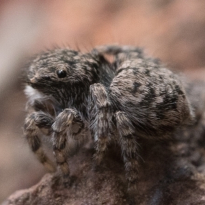 Maratus vespertilio at Watson, ACT - suppressed