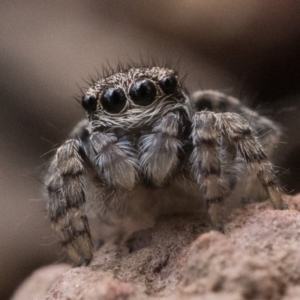 Maratus vespertilio at Watson, ACT - suppressed