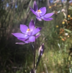 Thelymitra megcalyptra (Swollen Sun Orchid) at Wamboin, NSW - 22 Oct 2020 by Devesons