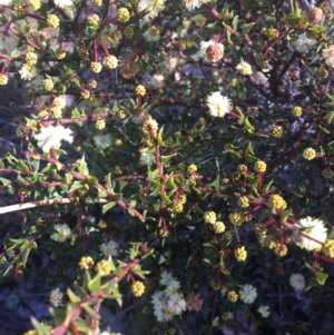 Acacia gunnii at Wamboin, NSW - 8 Aug 2021 09:50 AM