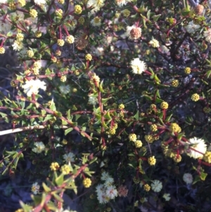 Acacia gunnii at Wamboin, NSW - 8 Aug 2021