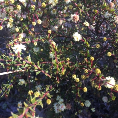 Acacia gunnii (Ploughshare Wattle) at Wamboin, NSW - 7 Aug 2021 by Devesons