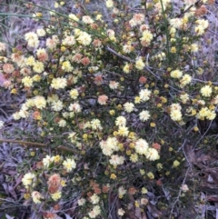 Acacia gunnii at Wamboin, NSW - 8 Aug 2021 09:50 AM