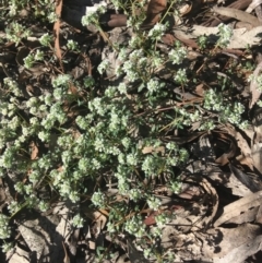 Poranthera microphylla (Small Poranthera) at Wamboin, NSW - 9 Nov 2020 by Devesons