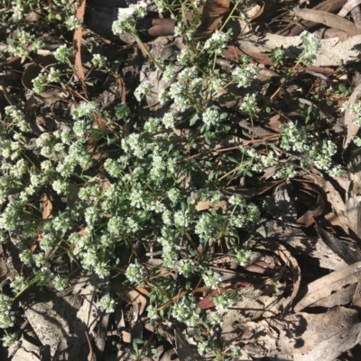 Poranthera microphylla (Small Poranthera) at Wamboin, NSW - 9 Nov 2020 by Devesons