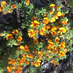 Pultenaea procumbens at Wamboin, NSW - 18 Oct 2020