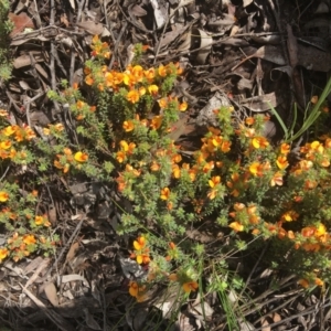 Pultenaea procumbens at Wamboin, NSW - 18 Oct 2020 09:57 AM