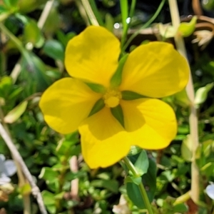 Ludwigia peploides subsp. montevidensis at Nambucca Heads, NSW - 1 Nov 2022