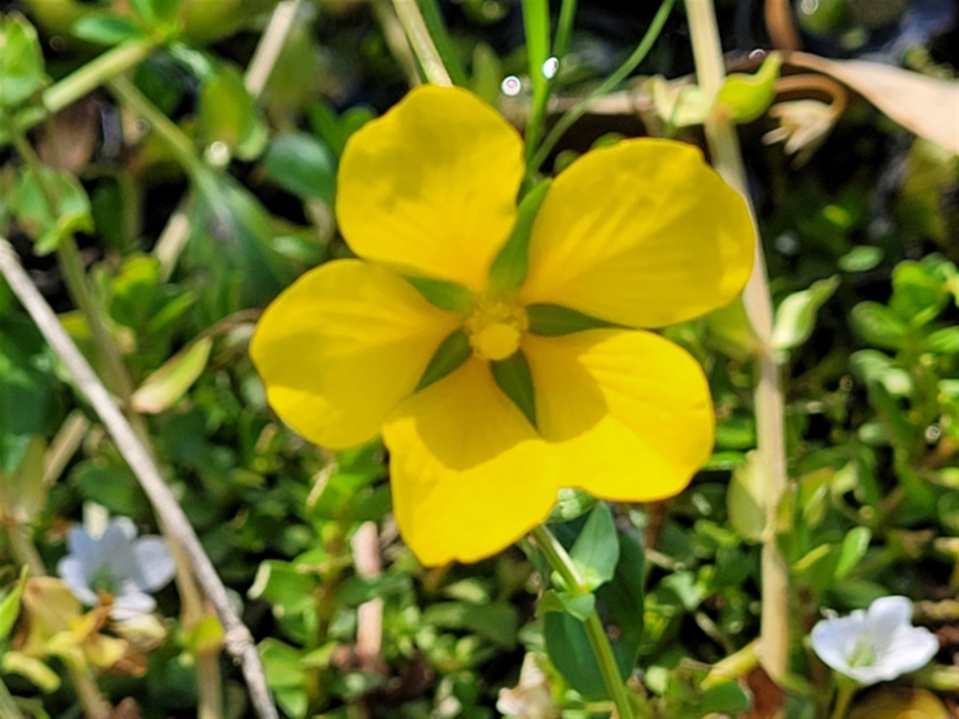 Ludwigia peploides subsp. montevidensis at Nambucca Heads, NSW - 1 Nov 2022 03:38 PM