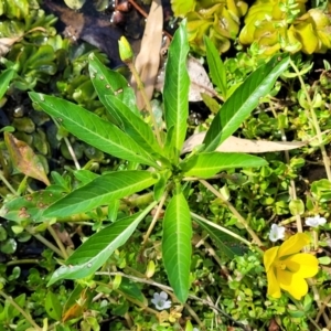 Ludwigia peploides subsp. montevidensis at Nambucca Heads, NSW - 1 Nov 2022