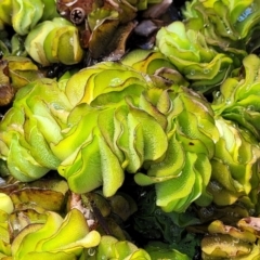 Salvinia molesta (Salvinia) at Nambucca Heads, NSW - 1 Nov 2022 by trevorpreston