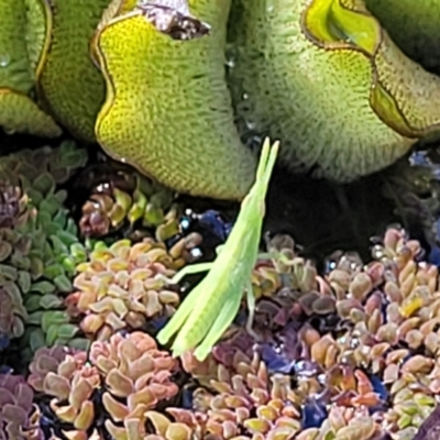 Unidentified Grasshopper (several families) at Nambucca Heads, NSW - 1 Nov 2022 by trevorpreston