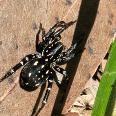 Nyssus albopunctatus at Nambucca State Forest - 1 Nov 2022 by trevorpreston