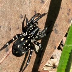 Unidentified Other hunting spider (TBC) at - 1 Nov 2022 by trevorpreston