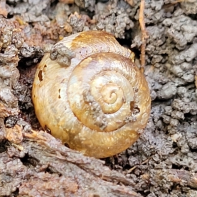 Unverified Snail or Slug (Gastropoda) at Nambucca Heads, NSW - 1 Nov 2022 by trevorpreston