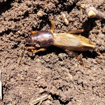 Unidentified Cricket (Orthoptera, several families) at Nambucca Heads, NSW - 1 Nov 2022 by trevorpreston