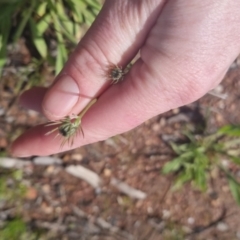 Tolpis barbata at Bungendore, NSW - 1 Nov 2022