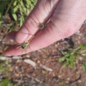 Tolpis barbata at Bungendore, NSW - 1 Nov 2022