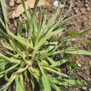 Tolpis barbata at Bungendore, NSW - 1 Nov 2022