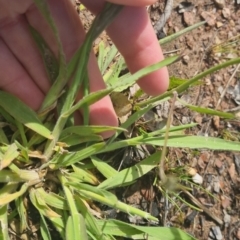 Tolpis barbata at Bungendore, NSW - 1 Nov 2022