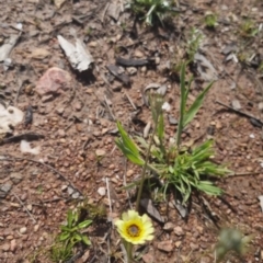 Tolpis barbata at Bungendore, NSW - 1 Nov 2022