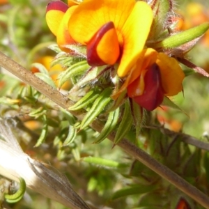 Pultenaea laxiflora at Gundaroo, NSW - 28 Oct 2022