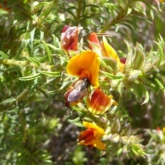 Pultenaea laxiflora at Gundaroo, NSW - 28 Oct 2022