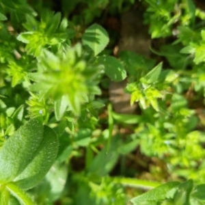 Veronica arvensis at Bungendore, NSW - 1 Nov 2022