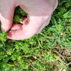 Veronica arvensis at Bungendore, NSW - 1 Nov 2022