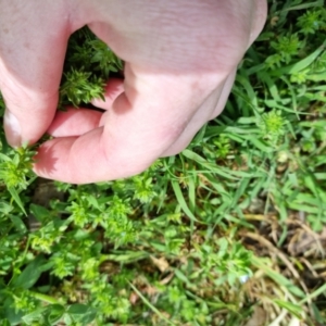 Veronica arvensis at Bungendore, NSW - 1 Nov 2022 03:45 PM