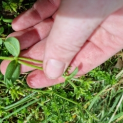 Veronica arvensis at Bungendore, NSW - 1 Nov 2022