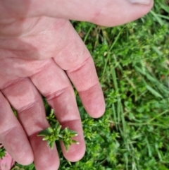 Veronica arvensis at Bungendore, NSW - 1 Nov 2022 03:45 PM