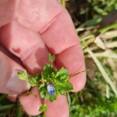 Veronica persica (Creeping Speedwell) at Bungendore, NSW - 1 Nov 2022 by clarehoneydove