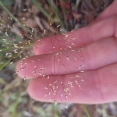 Aira elegantissima (Delicate Hairgrass) at Bungendore, NSW - 1 Nov 2022 by clarehoneydove